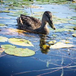Duck swimming on lake