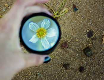 Close-up of hand holding flower