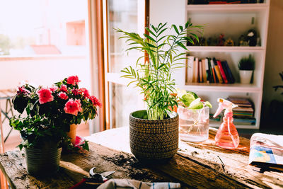 Small kentia plant on rustic wooden table with various accessories, plants and cuttings