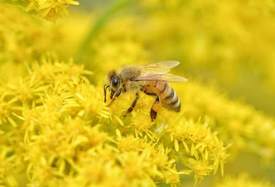 Close-up of bee pollinating on yellow flower