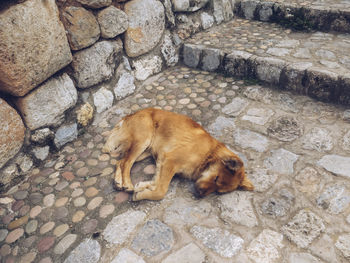 High angle view of a dog on footpath