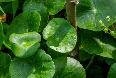 Full frame shot of fresh green plant