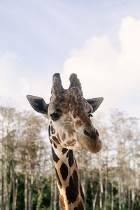 View of a giraffe