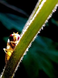 Close-up of caterpillar on leaf