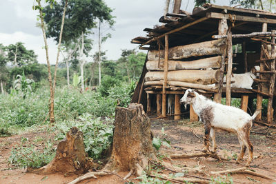 Goat on field against trees