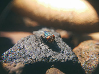 Close-up of insect on rock