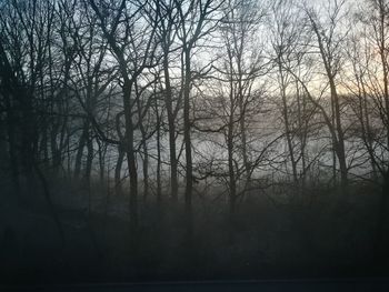 Silhouette bare trees in forest during foggy weather