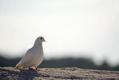 Bird perching on sand