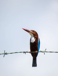 Close-up of bird perching on cable against sky