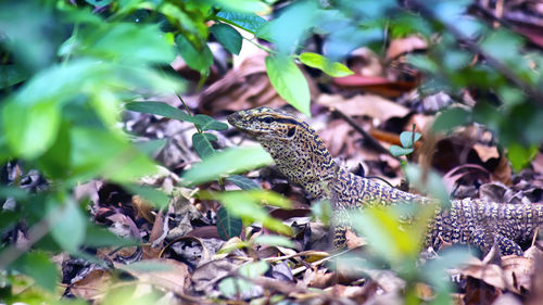 Close-up of a lizard on land