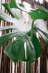 Close-up of raindrops on leaves