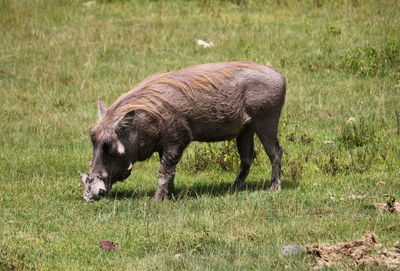 animal