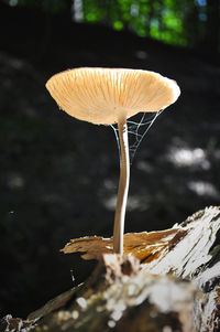 Close-up of mushroom growing outdoors