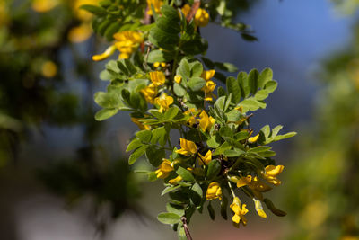 plant