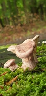 Close-up of mushroom growing on field