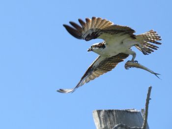 Low angle view of seagull flying against blue sky