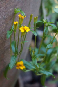 Close-up of yellow flowers