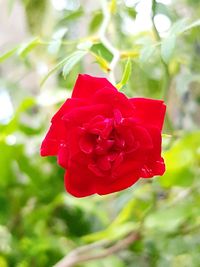 Close-up of red rose blooming outdoors