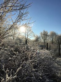 Bare trees against clear sky during winter