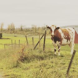 Horses standing in field