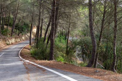 Empty road amidst trees in forest