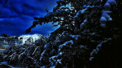 Low angle view of tree against blue sky