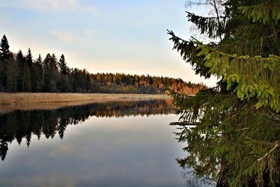 Reflection of trees in calm lake