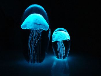 Close-up of luminescent blue jellyfish 