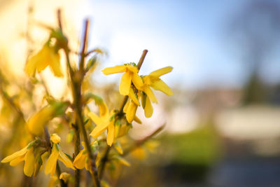 Close-up of yellow flowering plant on field