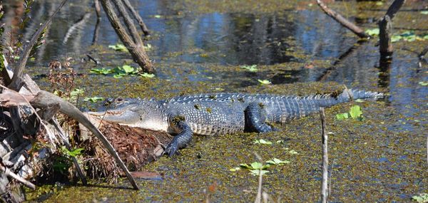 Close-up of crocodile in water