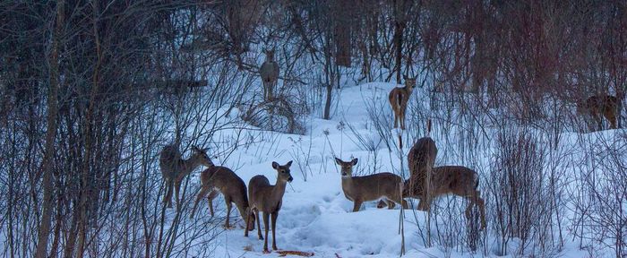 Deer standing on snow covered field