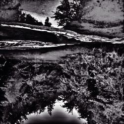 Reflection of trees in water