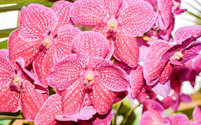 Close-up of pink flowers