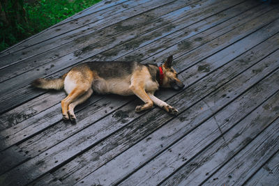 High angle view of a dog on wooden plank