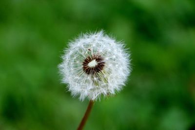 Close-up of dandelion flower