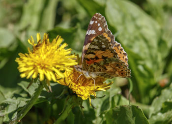 Close-up of butterfly pollinating on flower