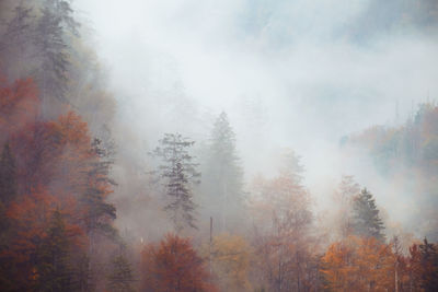 Trees in forest during autumn