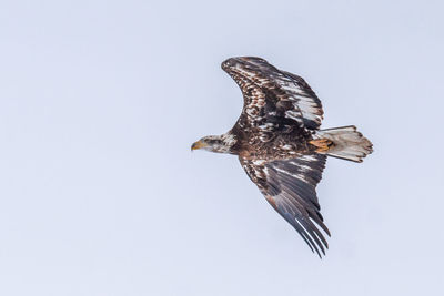 Close-up of eagle flying against clear sky