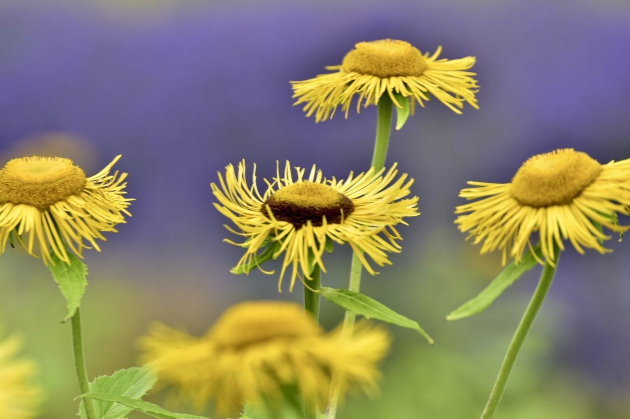 CLOSE-UP OF YELLOW FLOWERING PLANT AGAINST BLURRED BACKGROUND