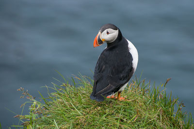 Close-up of bird perching on branch