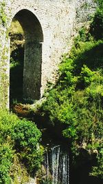 Plants in front of old building