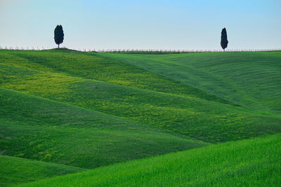 Scenic view of grassy field against sky
