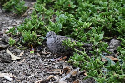 High angle view of peaceful dove perching on field by plants