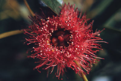 Close-up of red hibiscus flower