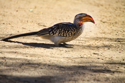 African bird - yellowbilled hornbill