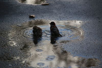 High angle view of ducks swimming in lake