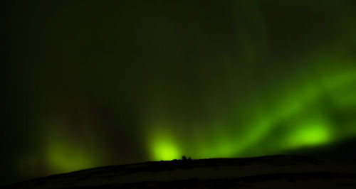 Close-up of tree against sky at night