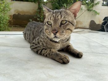 Close-up portrait of a cat