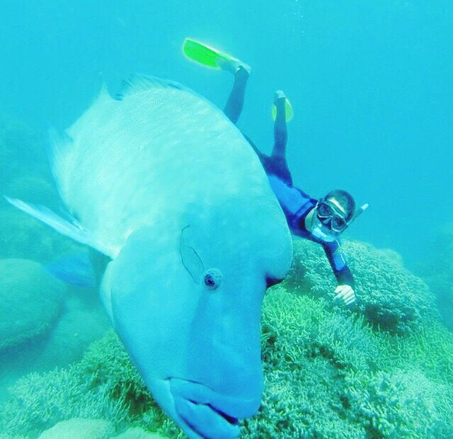 blue, leisure activity, lifestyles, water, underwater, swimming, full length, sea, undersea, childhood, adventure, shirtless, men, vacations, enjoyment, boys, fun