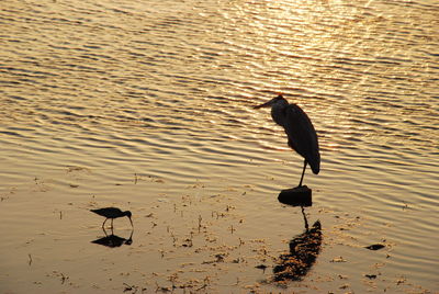 High angle view of birds in lake